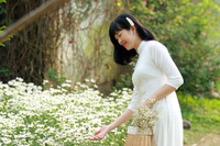 Vườn hoa cúc họa mi rộng hơn 2.000m2 khoe sắc ở Hà Nội