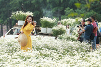 Vườn hoa cúc họa mi rộng hơn 2.000m2 khoe sắc ở Hà Nội