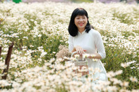 Vườn hoa cúc họa mi rộng hơn 2.000m2 khoe sắc ở Hà Nội