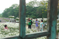 Vườn hoa cúc họa mi rộng hơn 2.000m2 khoe sắc ở Hà Nội