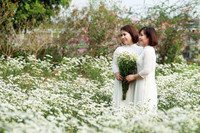 Vườn hoa cúc họa mi rộng hơn 2.000m2 khoe sắc ở Hà Nội