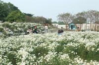 Vườn hoa cúc họa mi rộng hơn 2.000m2 khoe sắc ở Hà Nội