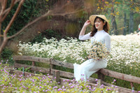 Vườn hoa cúc họa mi rộng hơn 2.000m2 khoe sắc ở Hà Nội