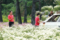 Vườn hoa cúc họa mi rộng hơn 2.000m2 khoe sắc ở Hà Nội