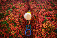 Cận cảnh những bức ảnh của Việt Nam đoạt giải Pink Lady Food Photography