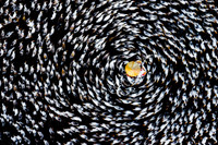 Cận cảnh những bức ảnh của Việt Nam đoạt giải Pink Lady Food Photography