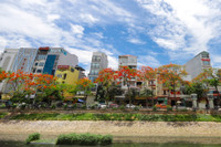 Hoa phượng thơ mộng nở rộ bên sông Tô Lịch