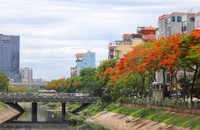 Hoa phượng thơ mộng nở rộ bên sông Tô Lịch