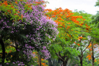 Hoa phượng thơ mộng nở rộ bên sông Tô Lịch