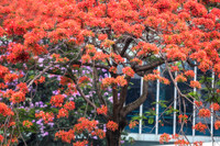 Hoa phượng thơ mộng nở rộ bên sông Tô Lịch