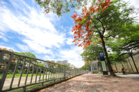 Hoa phượng thơ mộng nở rộ bên sông Tô Lịch