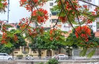 Hoa phượng thơ mộng nở rộ bên sông Tô Lịch