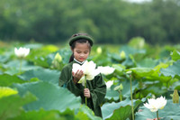 Dịu dàng mùa sen Hà thành