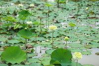 Dịu dàng mùa sen Hà thành