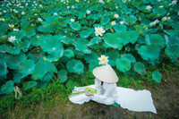 Dịu dàng mùa sen Hà thành