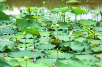 Dịu dàng mùa sen Hà thành