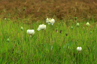 Dịu dàng mùa sen Hà thành