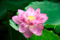 Dịu dàng mùa sen Hà thành