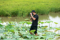 Dịu dàng mùa sen Hà thành