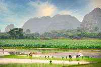 Dịu dàng mùa sen Hà thành