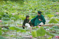 Dịu dàng mùa sen Hà thành