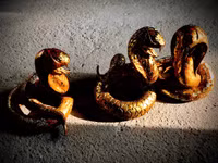 Đến làng cổ Đường Lâm ngắm đàn 