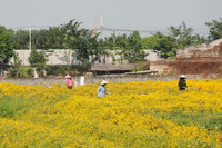 Mê mẩn với cánh đồng hoa cúc chi vàng rực rỡ