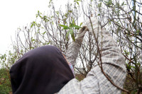 Người dân Nhật Tân làm nhà, lắp điều hòa cho đào 