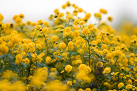 Mê mẩn với cánh đồng hoa cúc chi vàng rực rỡ