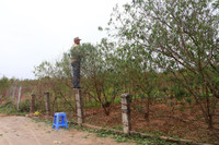 Người dân Nhật Tân làm nhà, lắp điều hòa cho đào 