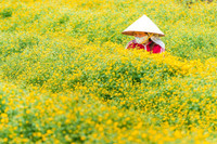 Mê mẩn với cánh đồng hoa cúc chi vàng rực rỡ