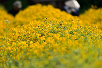 Mê mẩn với cánh đồng hoa cúc chi vàng rực rỡ