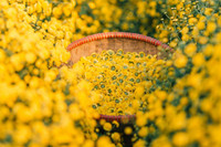 Mê mẩn với cánh đồng hoa cúc chi vàng rực rỡ