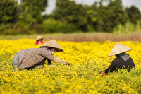 Mê mẩn với cánh đồng hoa cúc chi vàng rực rỡ