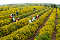 Mê mẩn với cánh đồng hoa cúc chi vàng rực rỡ