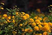 Mê mẩn với cánh đồng hoa cúc chi vàng rực rỡ