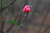 Người dân Nhật Tân làm nhà, lắp điều hòa cho đào 