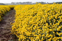 Mê mẩn với cánh đồng hoa cúc chi vàng rực rỡ