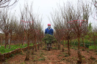 Người dân Nhật Tân làm nhà, lắp điều hòa cho đào 