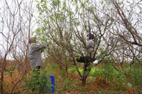 Người dân Nhật Tân làm nhà, lắp điều hòa cho đào 