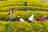 Mê mẩn với cánh đồng hoa cúc chi vàng rực rỡ