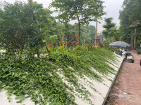 Vườn hoa Vạn Xuân rực rỡ sắc màu thu hút người dân Thủ đô đến vui chơi, thư giãn