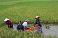 Áo xanh - cầu vai đỏ ngâm mình trong biển nước, cứu lúa giúp người dân