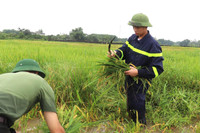 Áo xanh - cầu vai đỏ ngâm mình trong biển nước, cứu lúa giúp người dân