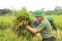 Áo xanh - cầu vai đỏ ngâm mình trong biển nước, cứu lúa giúp người dân