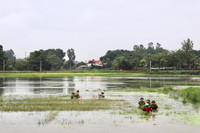 Áo xanh - cầu vai đỏ ngâm mình trong biển nước, cứu lúa giúp người dân