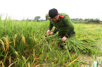 Áo xanh - cầu vai đỏ ngâm mình trong biển nước, cứu lúa giúp người dân