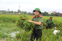 Áo xanh - cầu vai đỏ ngâm mình trong biển nước, cứu lúa giúp người dân