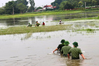 Áo xanh - cầu vai đỏ ngâm mình trong biển nước, cứu lúa giúp người dân