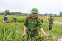 Áo xanh - cầu vai đỏ ngâm mình trong biển nước, cứu lúa giúp người dân